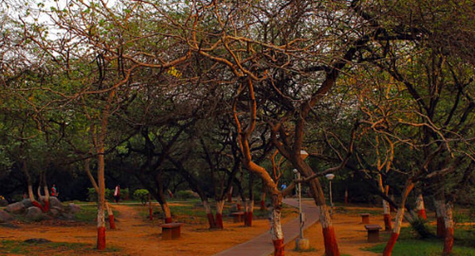 A tree-lined pathway at Jawaharlal Nehru University illustrating the potential connection between higher education, youth leadership and India's cooperative movement.